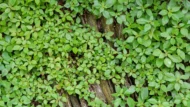 Ground covers - Image 4