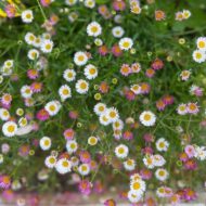 Ground covers - Image 3