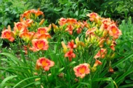 Ground covers - Image 6