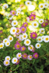 Ground covers - Image 5