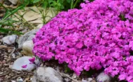 Ground covers - Image 8