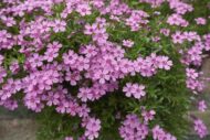 Ground covers