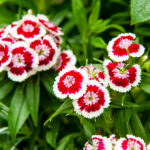 Ground covers