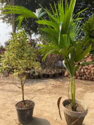 Indoor Plants - Image 2