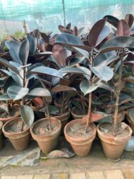 Indoor Plants - Image 8
