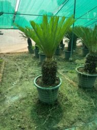 Indoor Plants - Image 7
