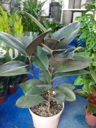 Indoor Plants - Image 6