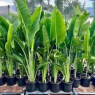 Indoor Plants
