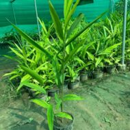 Indoor Plants - Image 4