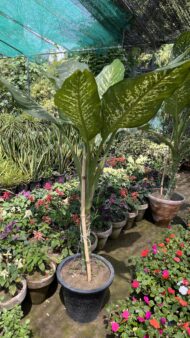 Indoor Plants - Image 3
