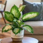 Indoor plants