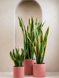 Our Door Plants - Image 3