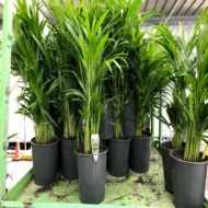Our Door Plants
