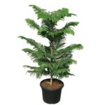Outdoor plants