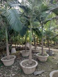 Palm Plants
