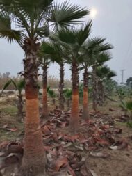 Palm Plants - Image 10