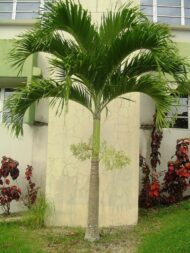 Palm Plants - Image 2
