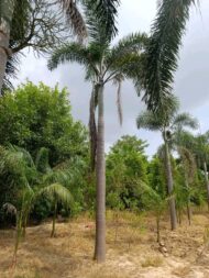 Palm Plants - Image 3