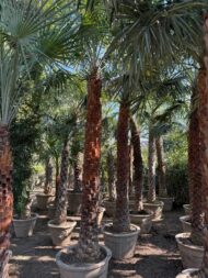 Palm Plants - Image 4