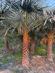 Palm Plants - Image 5