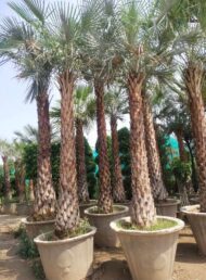 Palm Plants - Image 6