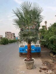 Palm Plants - Image 7