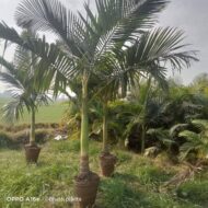 Palm Plants - Image 8