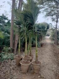 Palm Plants - Image 9