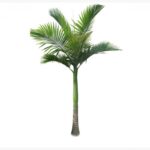 Palms plant & Tree