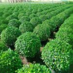 Panda plants