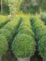 Panda Ficus