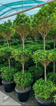 Panda Ficus - Image 3