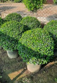 Panda Ficus - Image 4