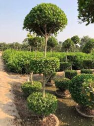 Panda Ficus - Image 5
