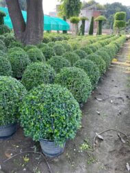 Panda Ficus - Image 6