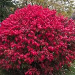 Shrubs