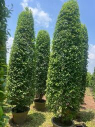 Spiral Cones - Image 2