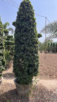 Spiral Cones - Image 11
