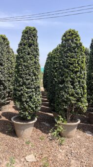 Spiral Cones - Image 12