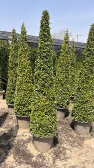 Spiral Cones - Image 13