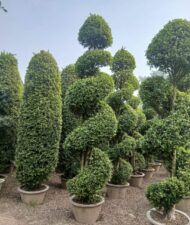 Spiral Cones