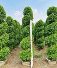 Spiral Cones - Image 3
