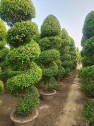 Spiral Cones - Image 4