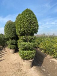Spiral Cones - Image 6