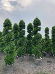 Spiral Cones - Image 7