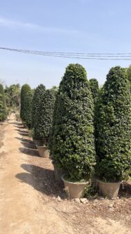 Spiral Cones - Image 10