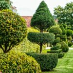 Topairy plants