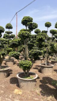 Topairy Plants - Image 2