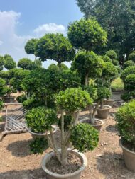 Topairy Plants - Image 11