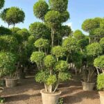 Landscape Services